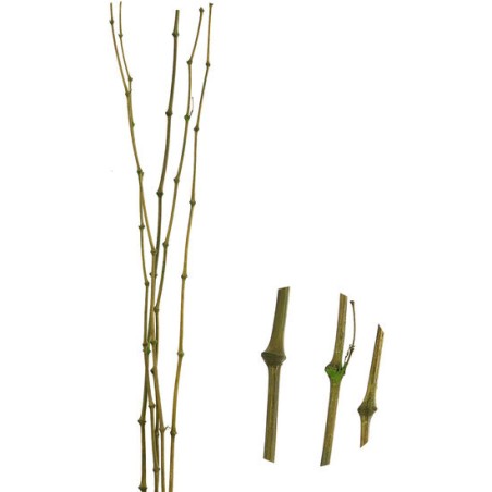 caña bambu verde juego de 5