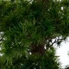 bonsai artificial altura 149