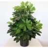 planta cheflera artificial de 60 cm de altura con maceta